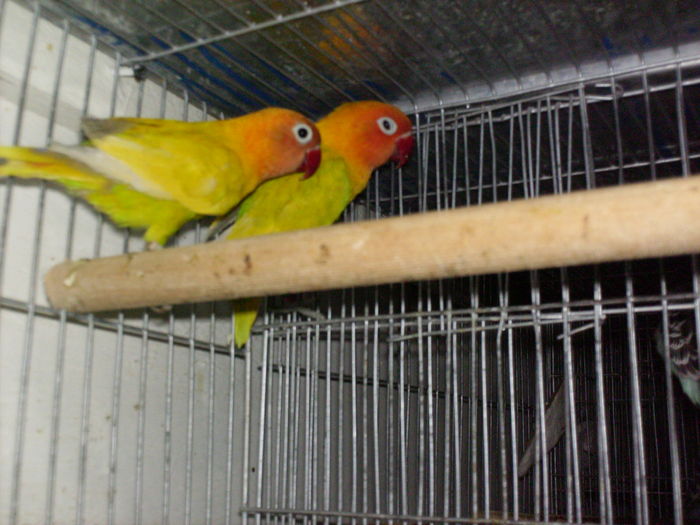 fisher izabel - Agapornis-Fisher  NU MAI CRESC ACEASTA SPECIE