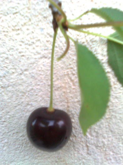 Cireasa neagra - Fructele pomilor fructiferi