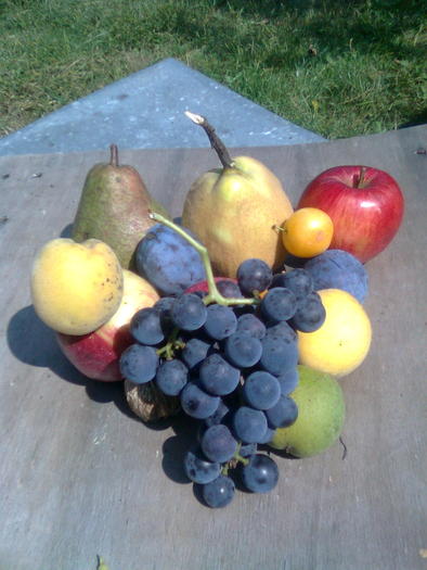 Fructe de toamna - Fructele pomilor fructiferi