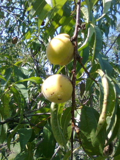 Piersic cu fructe - Fructele pomilor fructiferi