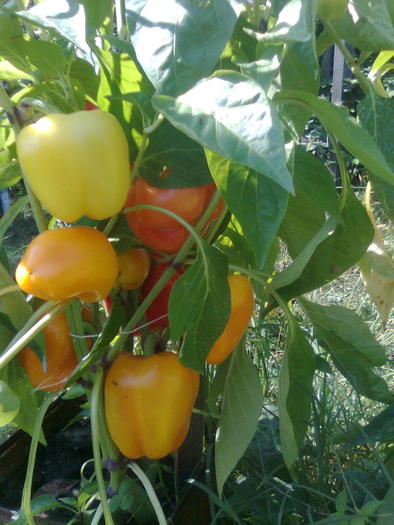 Planta de ardei gras - Legume