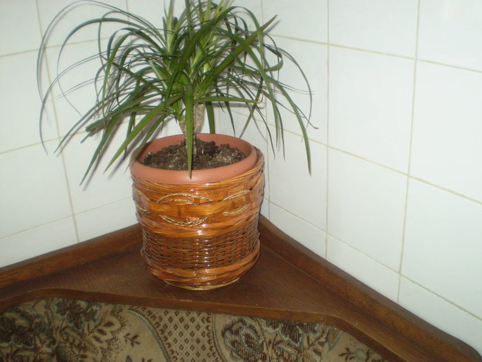 Picture 062; dracena {am pierdut-o}
