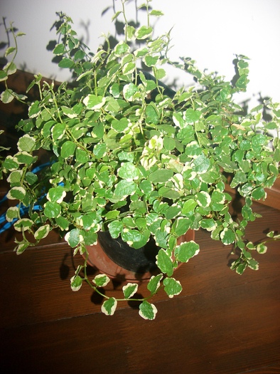 ficus pumila - plante 2010