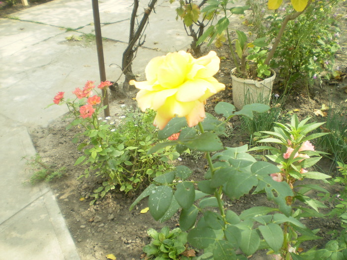 Picture 070; trandafir
