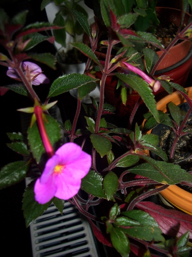 achimenes pink violet - gloxinia-kohleria-achimenes