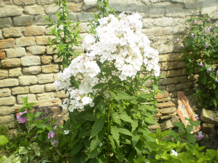 Picture 071; phlox alb
