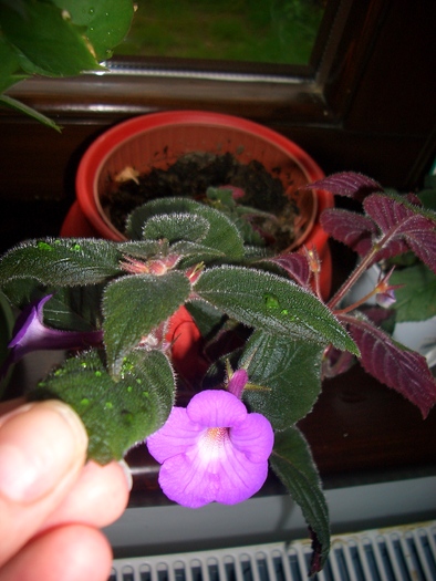 CIMG2712 - gloxinia-kohleria-achimenes