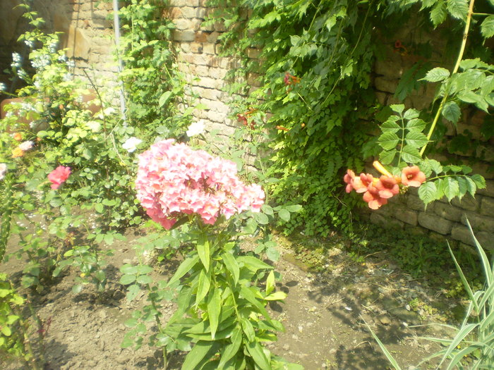 Picture 076; phlox si luleaua turcului
