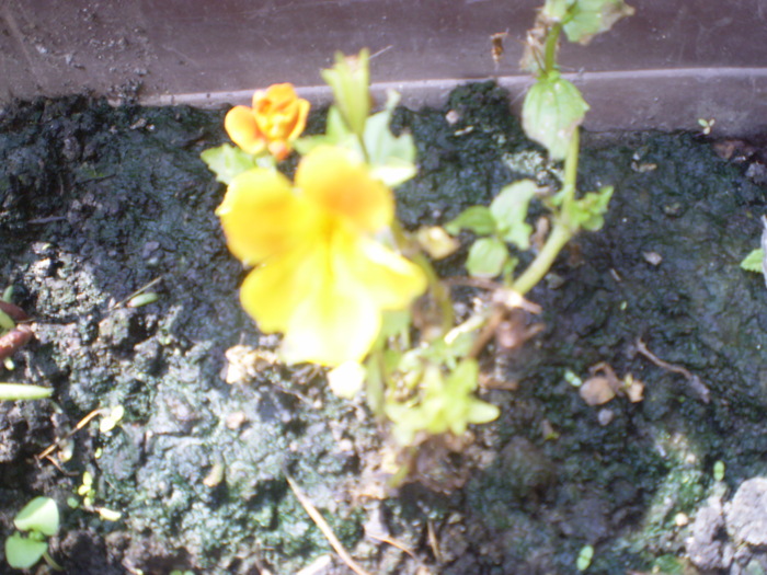 Picture 079; mimulus
