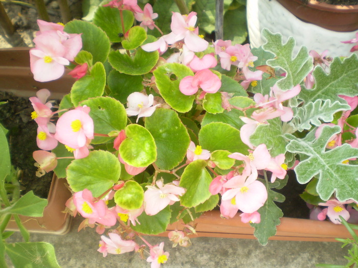 Picture 080; begonia
