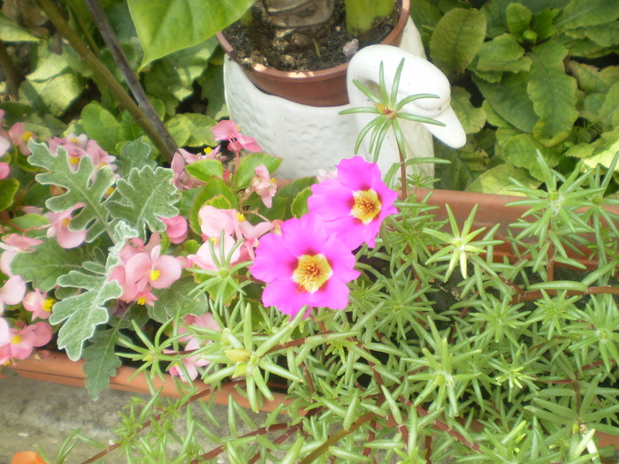 Picture 081; portulaca

