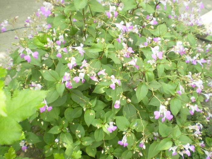 Picture 083; impatiens
