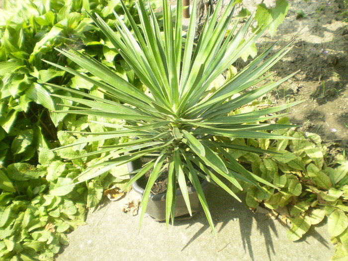 Picture 084; yucca flacida
