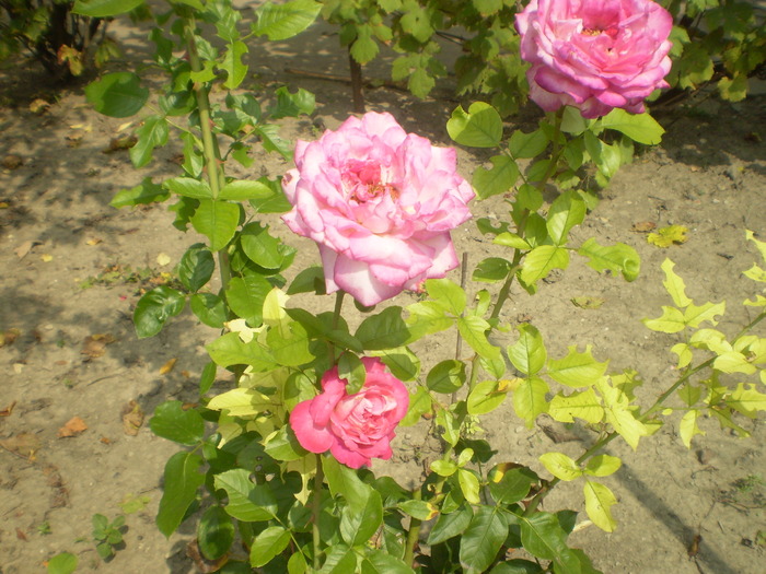 Picture 086; trandafir
