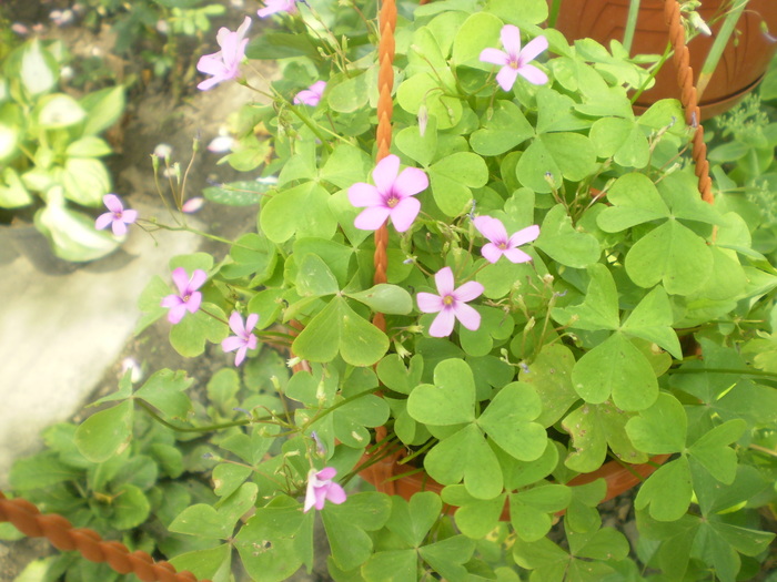 Picture 088; oxalis
