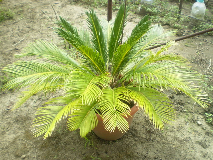 Picture 091; cycas
