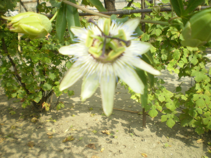 Picture 095; passiflora

