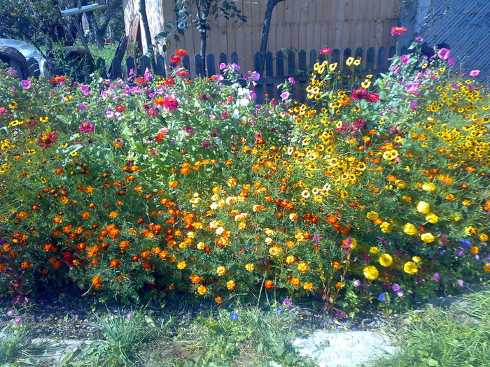 050920101036 - flori de gradina - 2010