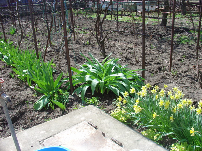 DSC08347; narcise si lalele
