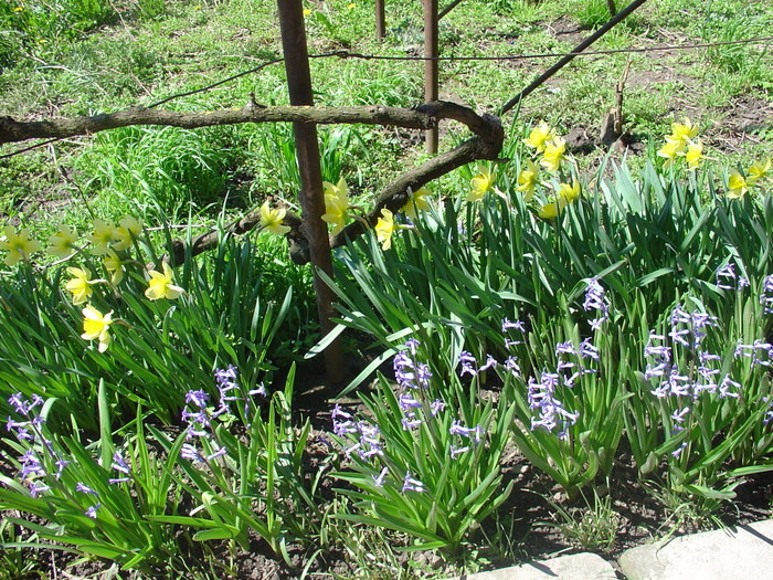 DSC08348; zambile si narcise
