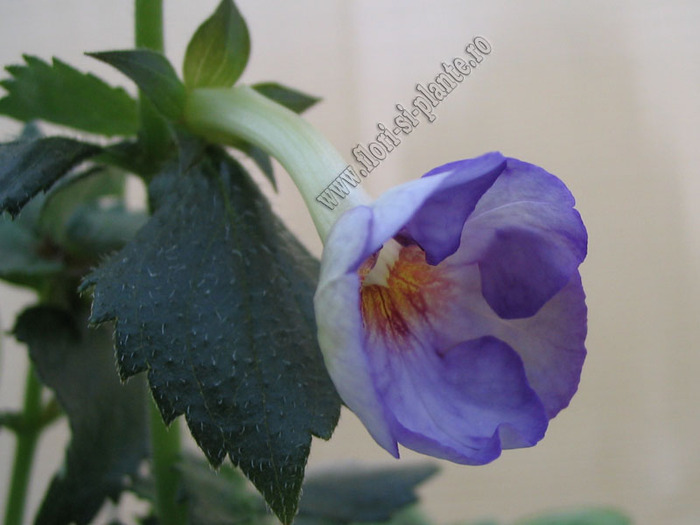 Achimenantha Blue David 8 - ACHIMENES I