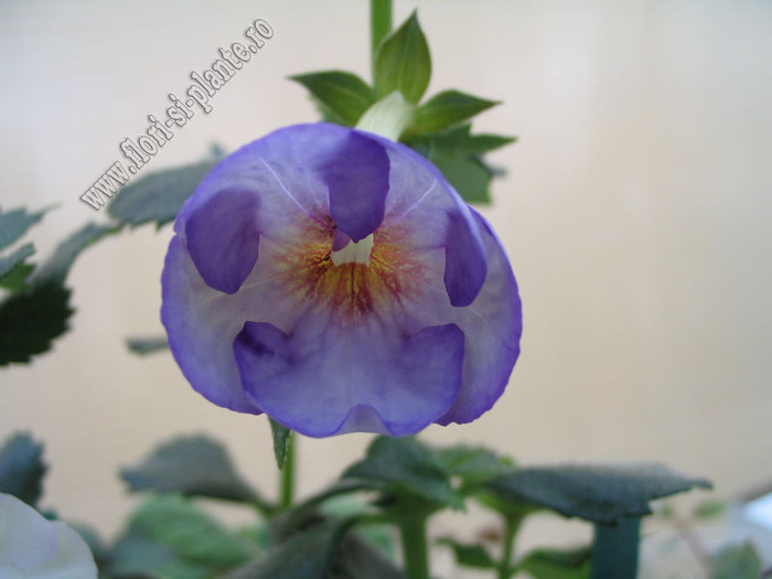 Achimenantha Blue David 10 - ACHIMENES I