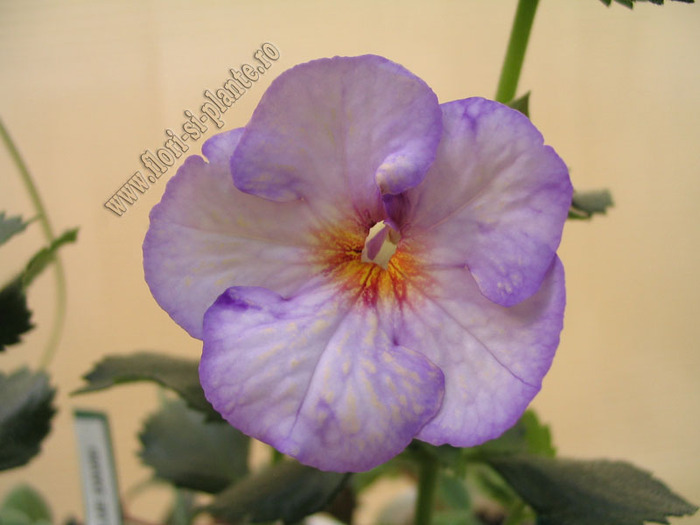 Achimenantha Blue David 12 - ACHIMENES I