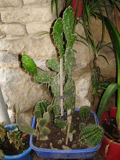 IMGP1286; cactusi
