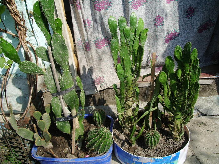 IMGP1296; cactusi
