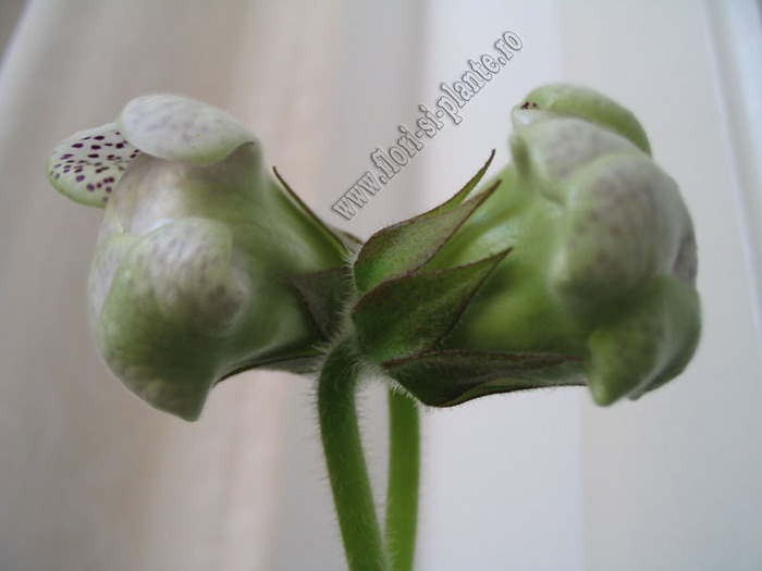 Gloxinia TV Elegia 1 - GLOXINIA _ SINNINGIA