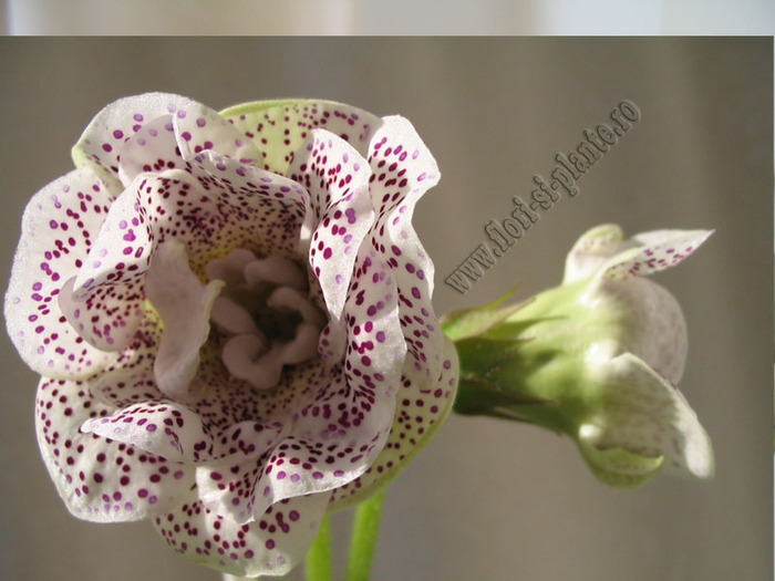 Gloxinia TV Elegia 2 - GLOXINIA _ SINNINGIA