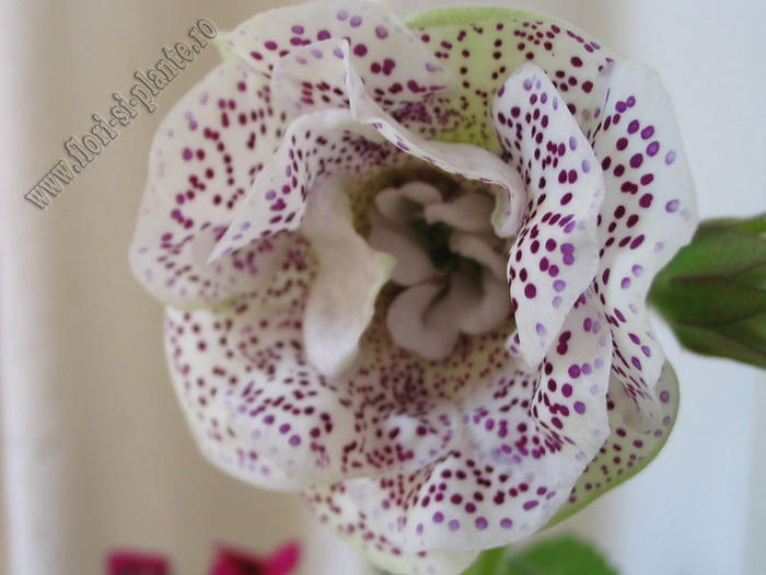 Gloxinia TV Elegia 3 - GLOXINIA _ SINNINGIA