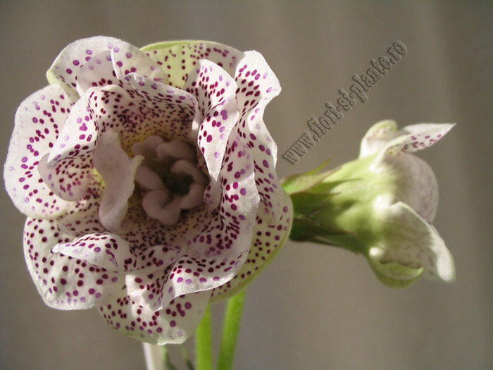 Gloxinia TV Elegia 5 - GLOXINIA _ SINNINGIA