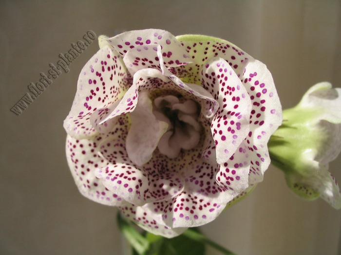 Gloxinia TV Elegia 6 - GLOXINIA _ SINNINGIA