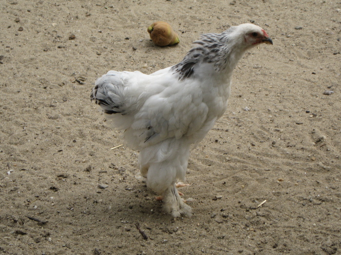 IMG_6458 - gaini si pui   brahma