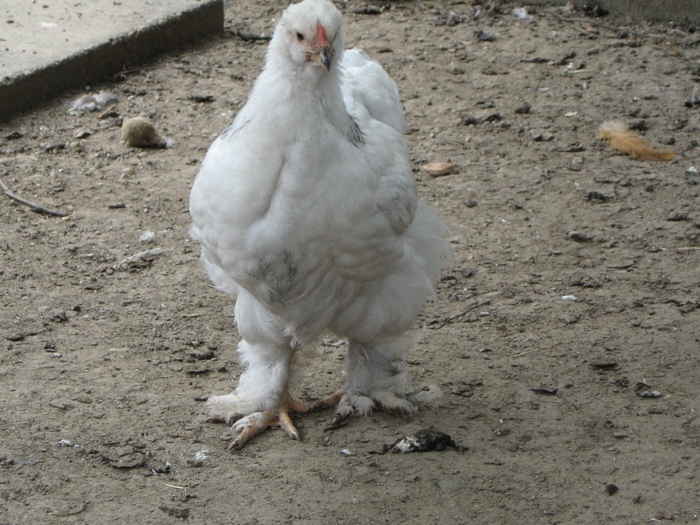 IMG_6461 - gaini si pui   brahma