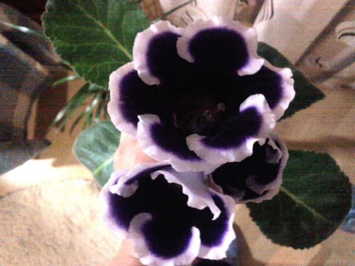 Fotografie1455 - x - Gloxinia