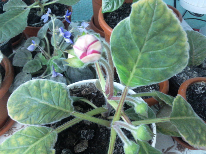 7.9.10 (3) - x - Gloxinia