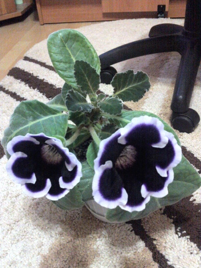 la a 2a inflorire acest an 8.09.10 (11)