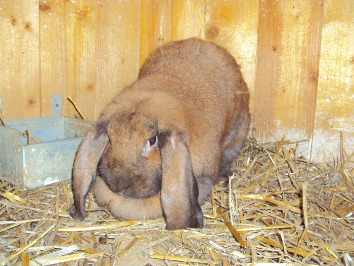 femela