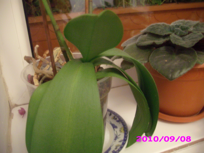 IMG_8053 - orhidee