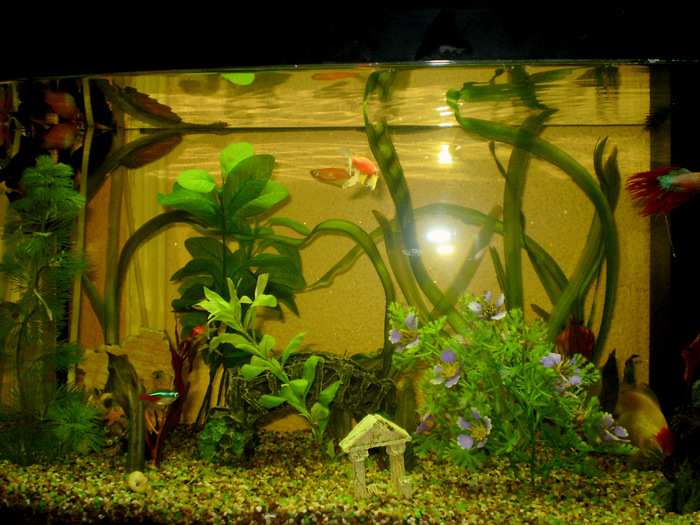 My Acvarium; My little fishes
