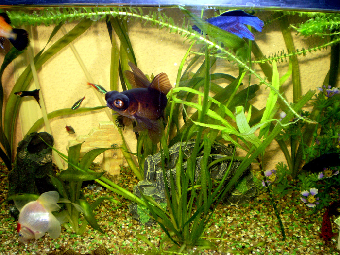 My Aquarium; My little fishes
