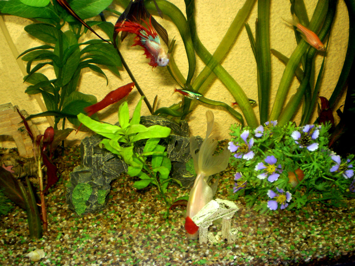 My Aquarium; My little fishes
