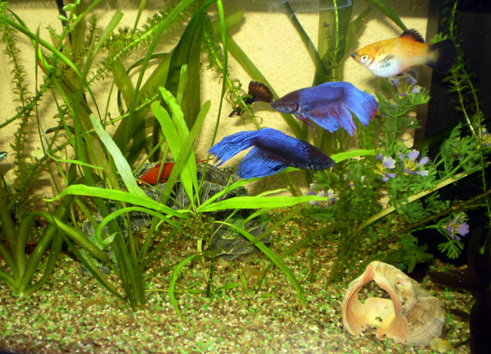 My Aquarium; My little fishes
