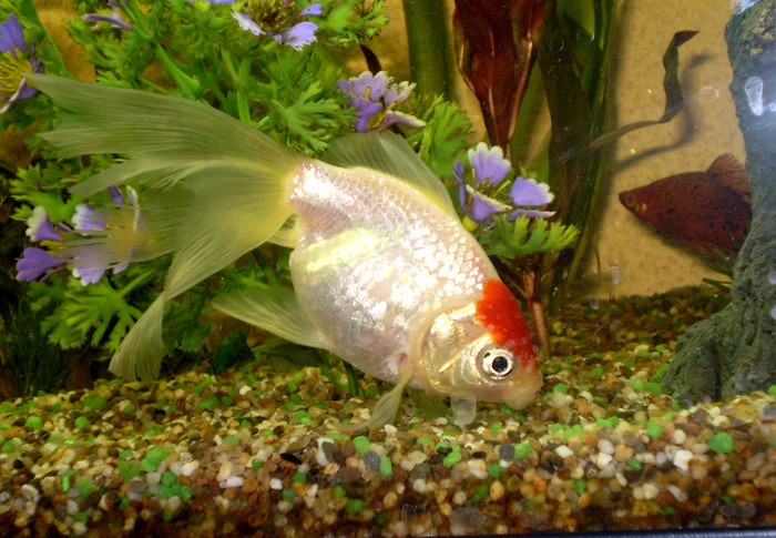 Cleo-my White Crucian - My Aquarium