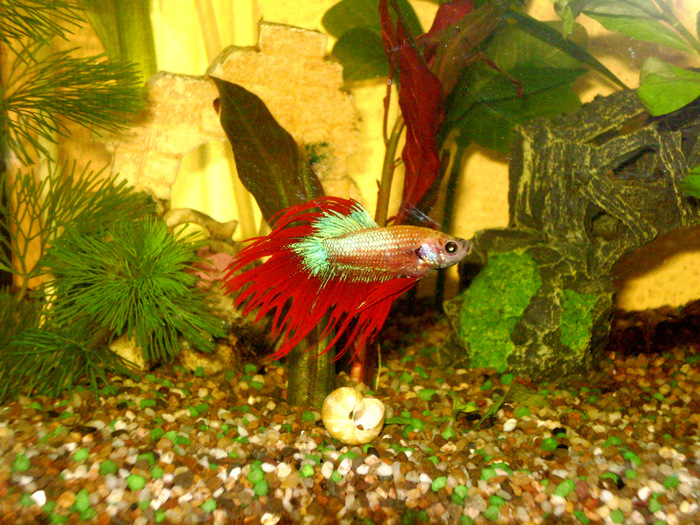 Red Beta fish - My Aquarium