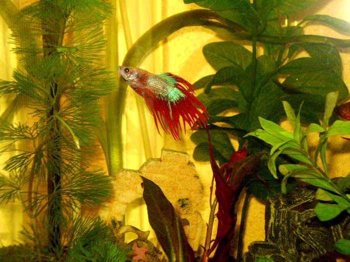 My Acvarium-Red Beta fish