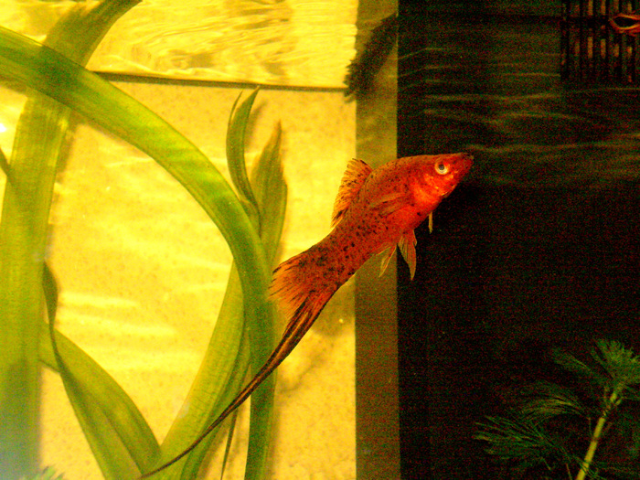 My little Xifo fish - My Aquarium