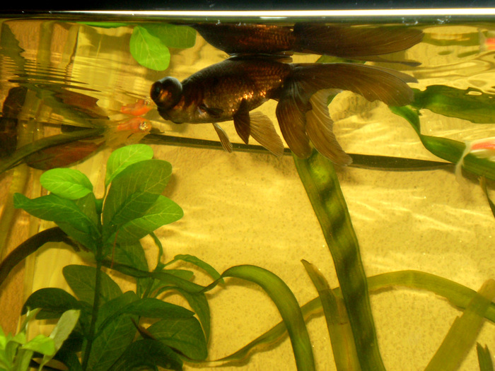 Michi - my Black Crucian